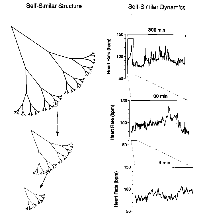 [Fractal structure and dynamics]